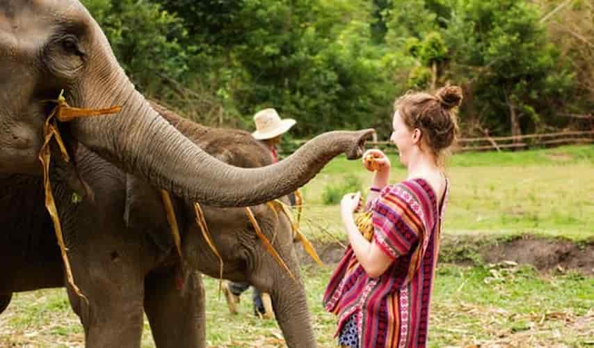 Phuket Elephant Sanctuary Village+ Hotel Pick Up + Hotel Drop Off