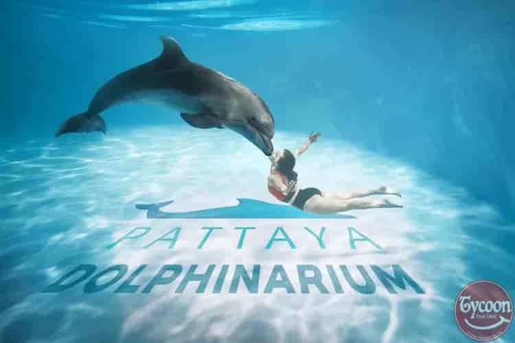 Pattaya Dolphinarium