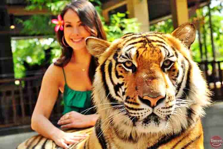 Sri Racha Tiger Topia Tour – Tickets, Transfers & Feeding Experience